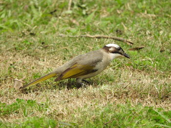 Close-up of bird perching on field