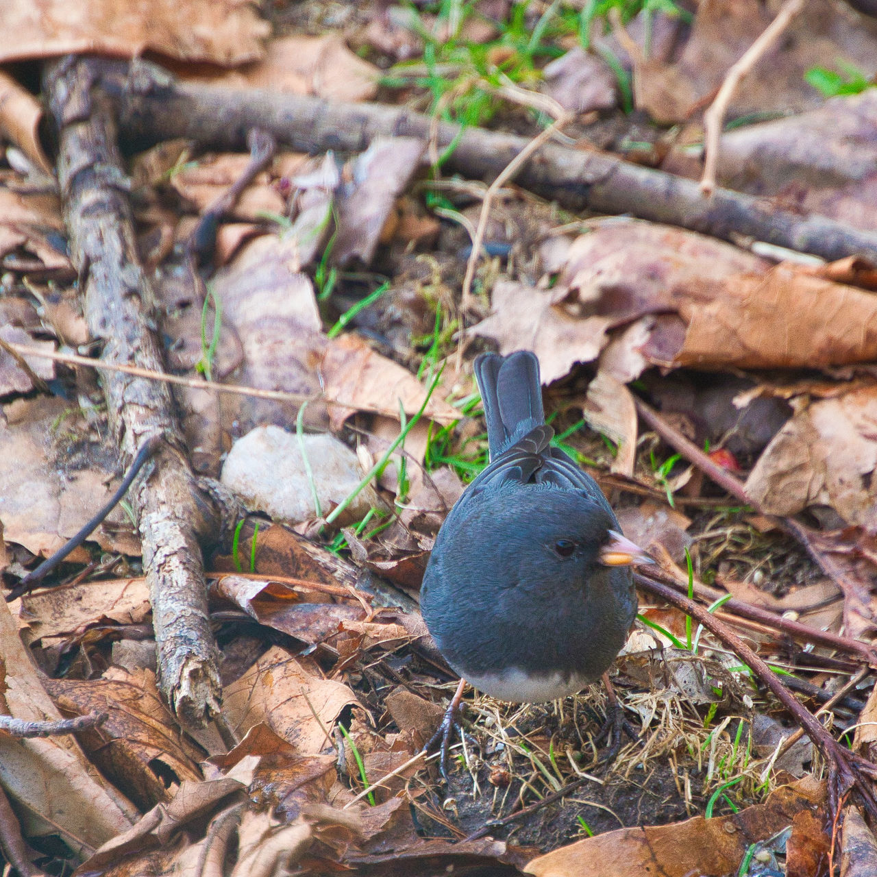 HIGH ANGLE VIEW OF BIRD PERCHING ON TREE