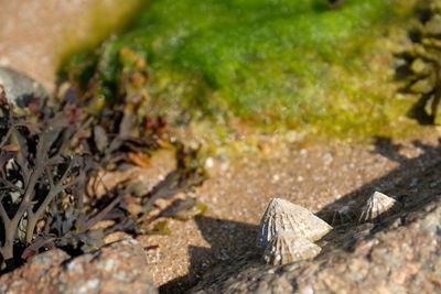 High angle view of lizard on land