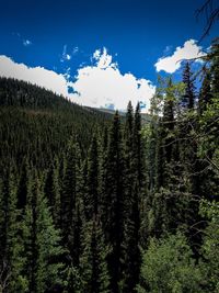 Plants growing in forest against sky