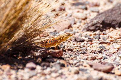 Close-up of lizard on rock