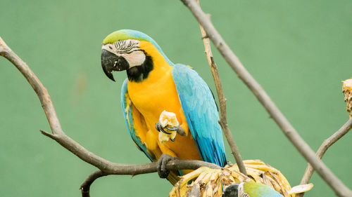 animal themes