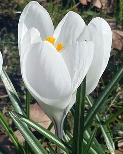 Close-up of white flower