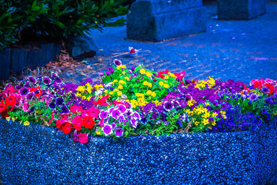 Pink flowers on plant by road in park