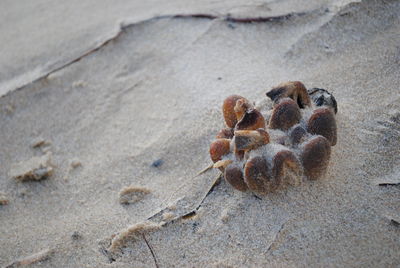 Close-up of crab on sand