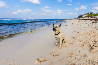 Dog on beach