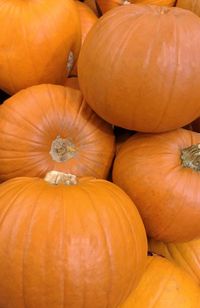 View of pumpkins