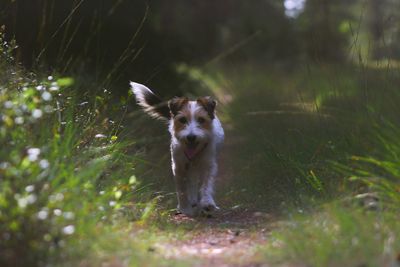 Portrait of dog on field