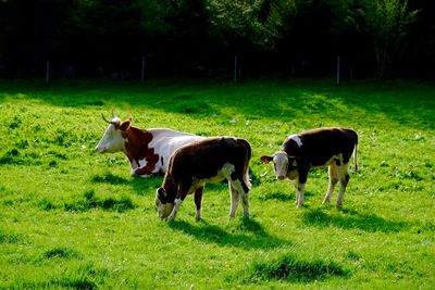 Sheep grazing on grassy field