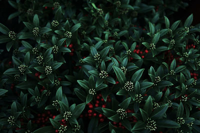 Full frame shot of red flowers