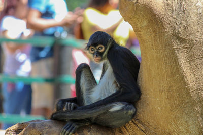 Monkey sitting on tree in zoo