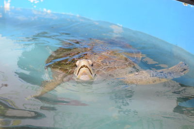 View of turtle swimming in sea