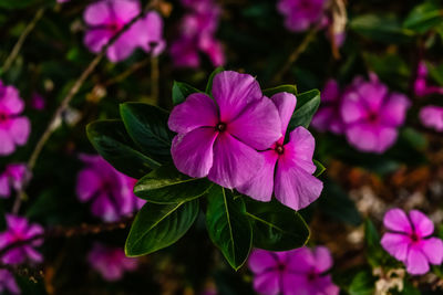 Close-up of pink flowering plant