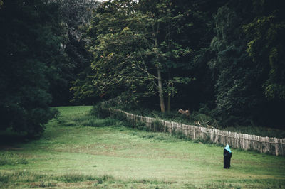 Scenic view of forest