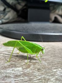 Close-up of insect on leaf