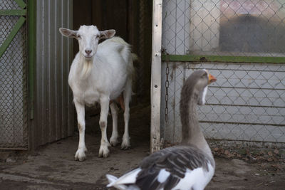 Goats on the farm. animals are walking. country life. livestock far from the city.