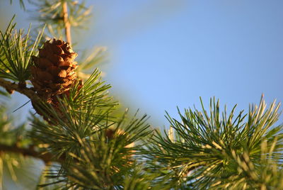 Low angle view of pine tree against sky