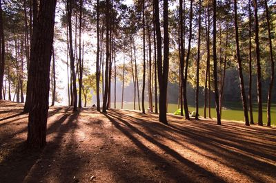 Morning scene in the forest with long shadow