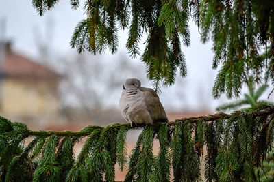 Close-up of an eurasian collared dove sitting on a fir branch. streptopelia decaocto.