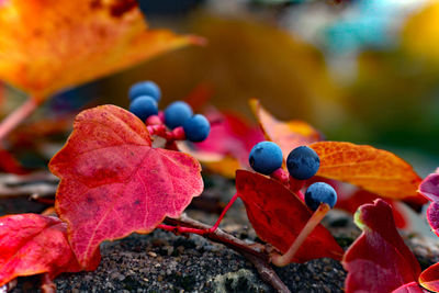 Close-up of red berries growing on tree during autumn