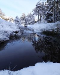 Snow covered plants by lake