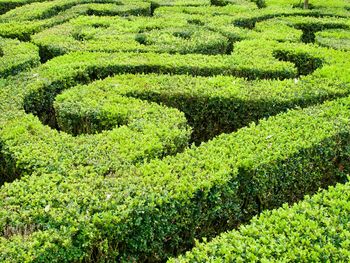 Maze in garden