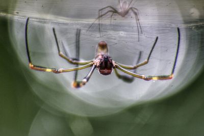 Close-up of spider