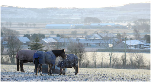 Horses standing in a field