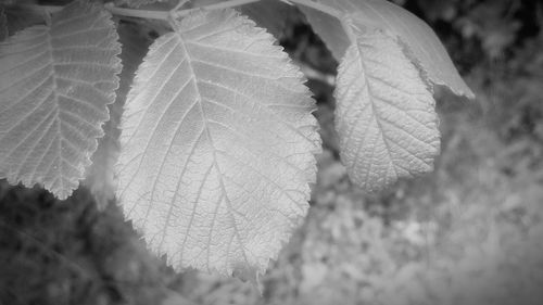 Close-up of snow on plant during winter