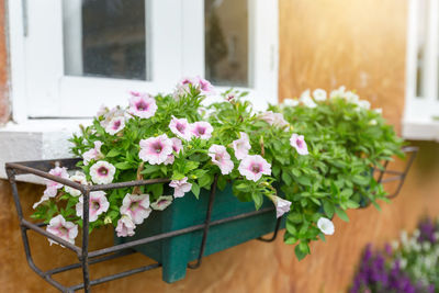 White/pink anemone flower pot is placed in a steel frame to decorate the building to look fresh