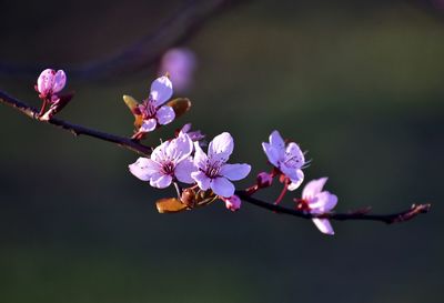 Blooming cherry tree in gdynia