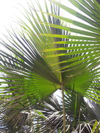 Low angle view of palm tree leaves