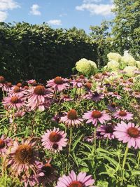 Close-up of pink flowering plants on field