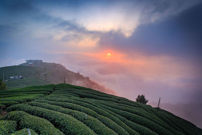 Scenic view of agricultural field against sky during sunset