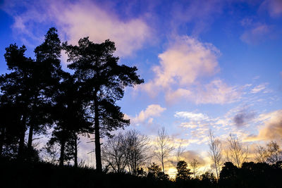 Low angle view of tree against sky