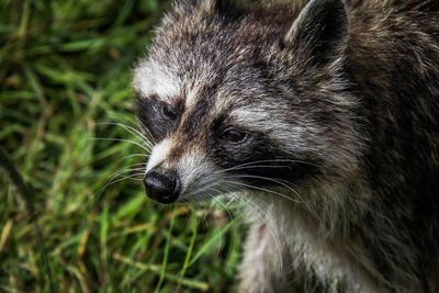 Close-up of an animal looking away