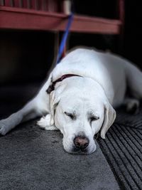 Close-up of dog sleeping