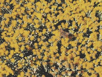 Close-up of bee on yellow leaf