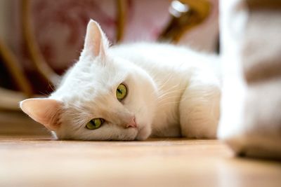Close-up portrait of cat lying on floor