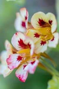 Close-up of flowering plant