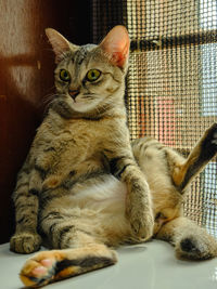 Image of a malaysian cat with unique sitting pose.