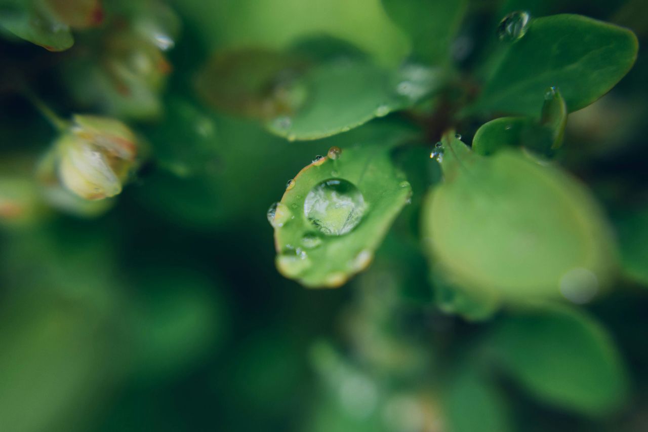 drop, water, close-up, growth, wet, leaf, green color, freshness, plant, nature, focus on foreground, dew, beauty in nature, selective focus, fragility, raindrop, purity, day, no people, outdoors