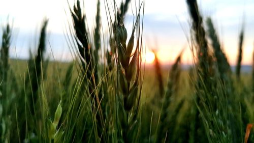 Close-up of wheat field against sky