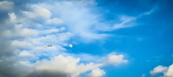 Low angle view of birds flying in sky