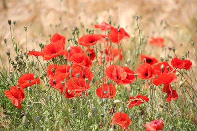 Close-up of red poppy flowers on field