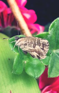 Close-up of butterfly on leaf