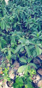 High angle view of plants on field