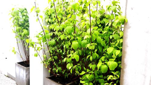 Plants growing on a wall