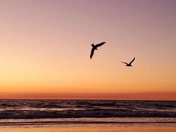 Bird flying over sea against sky during sunset