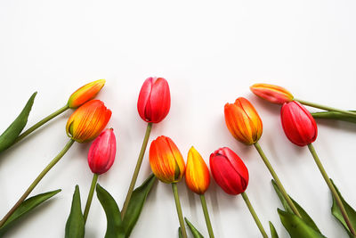 Close-up of red flowers against white background